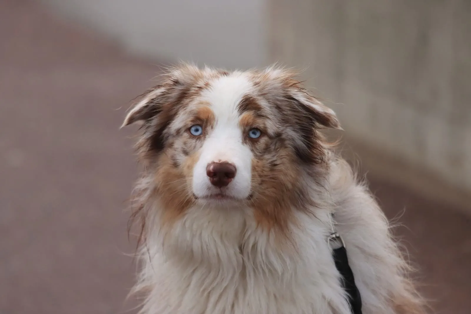 Australian shepherd with a soft outdoor background