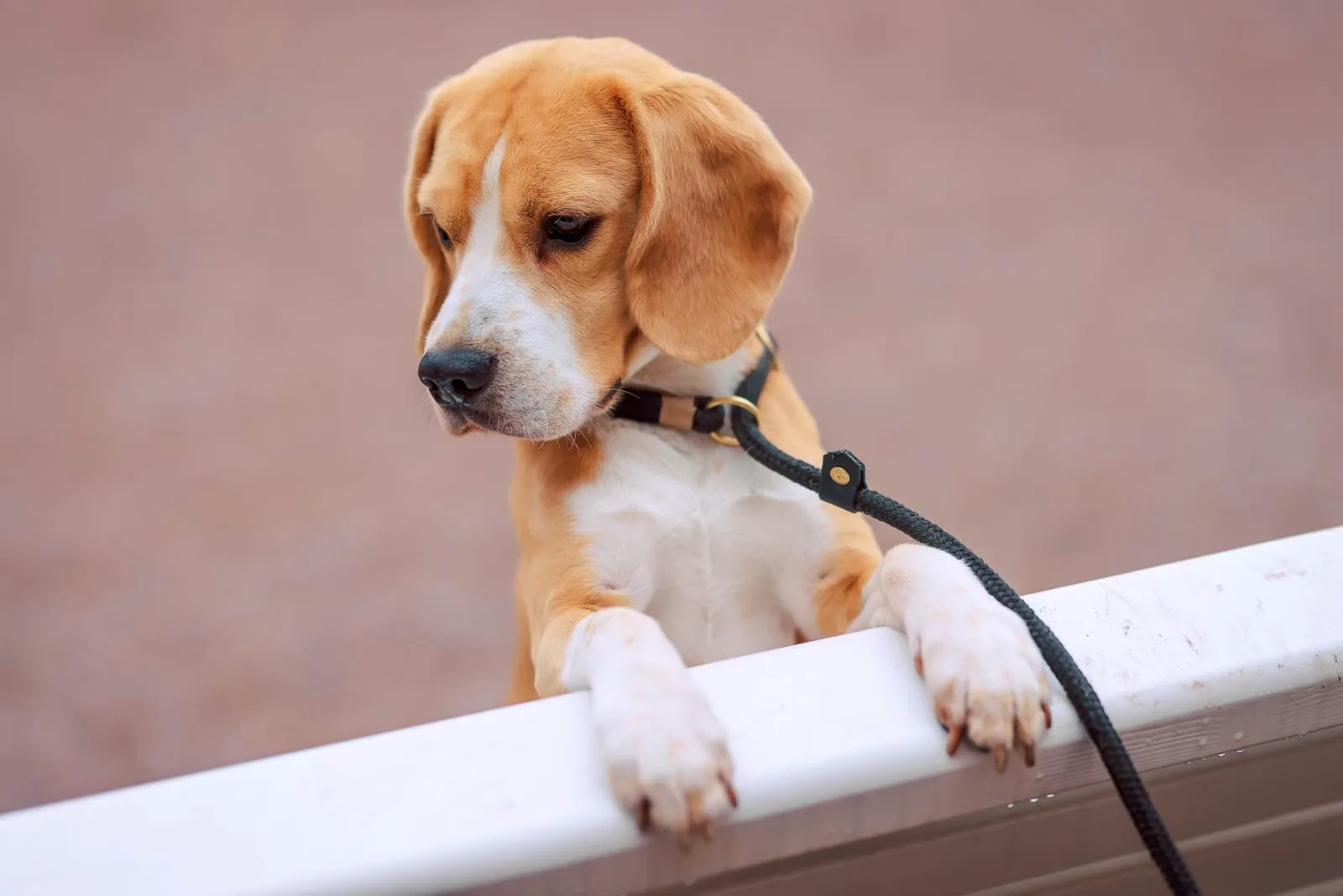 Beagle looking toward the camera outdoors