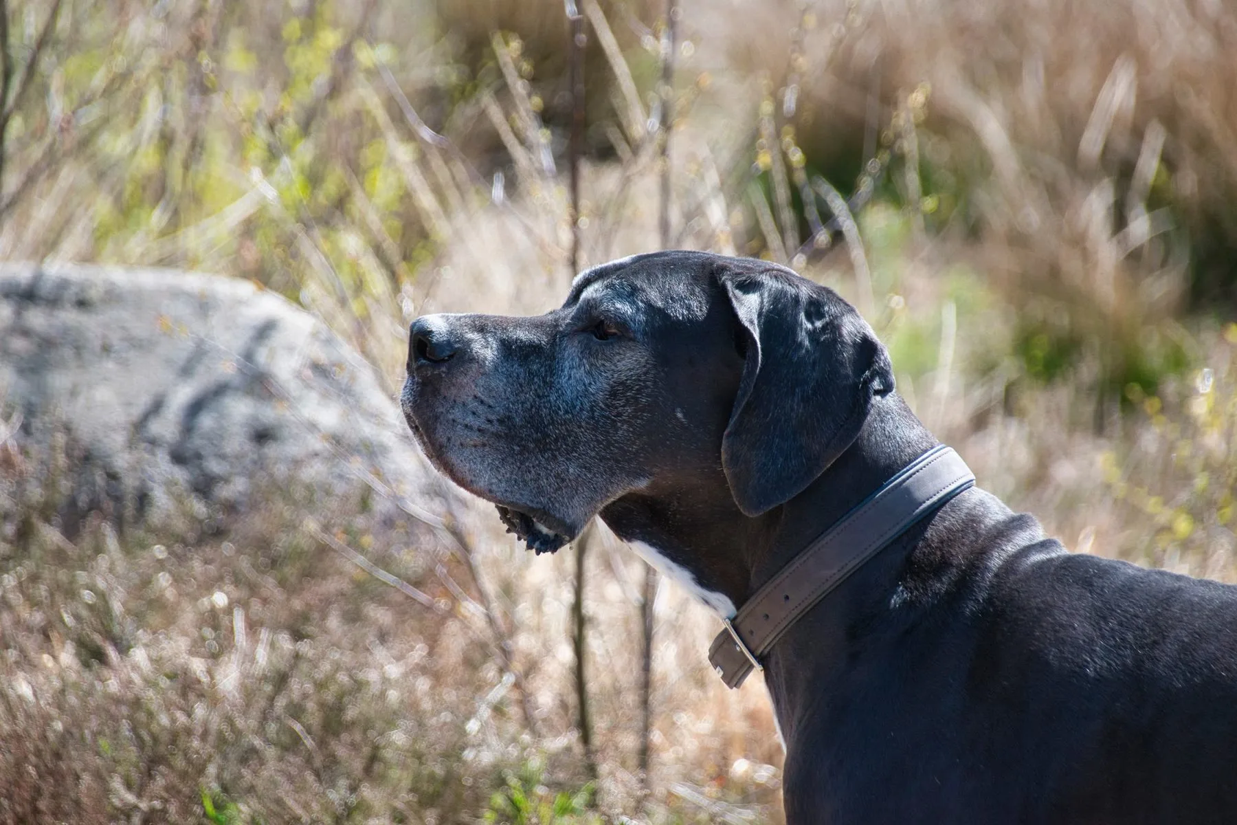 Black Great Dane profile in a dry field