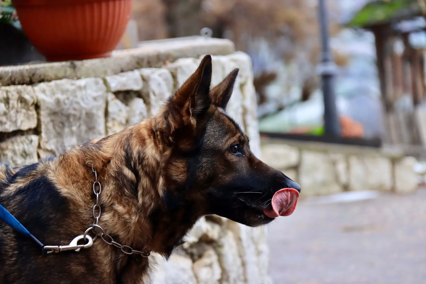 German shepherd profile in natural outdoor light