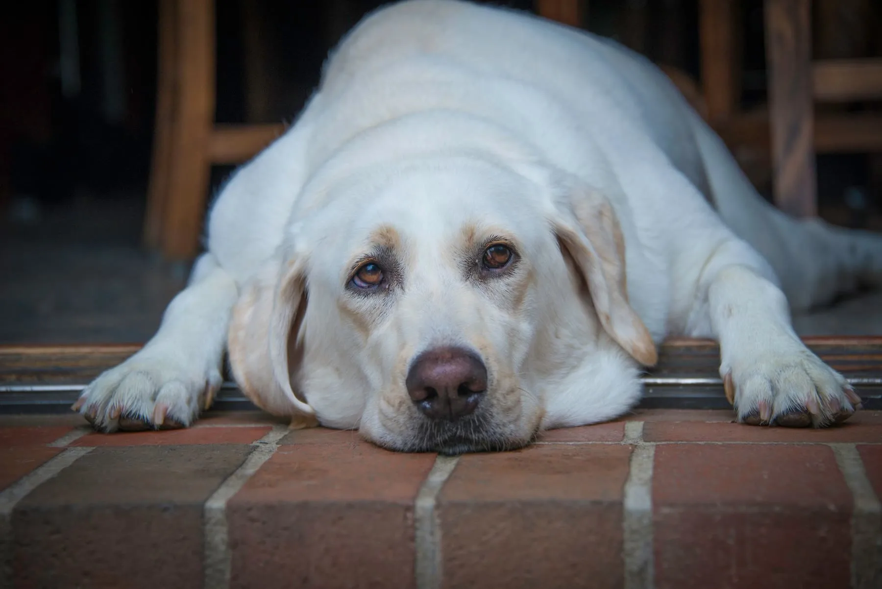 Yellow Labrador resting its chin on a brick step