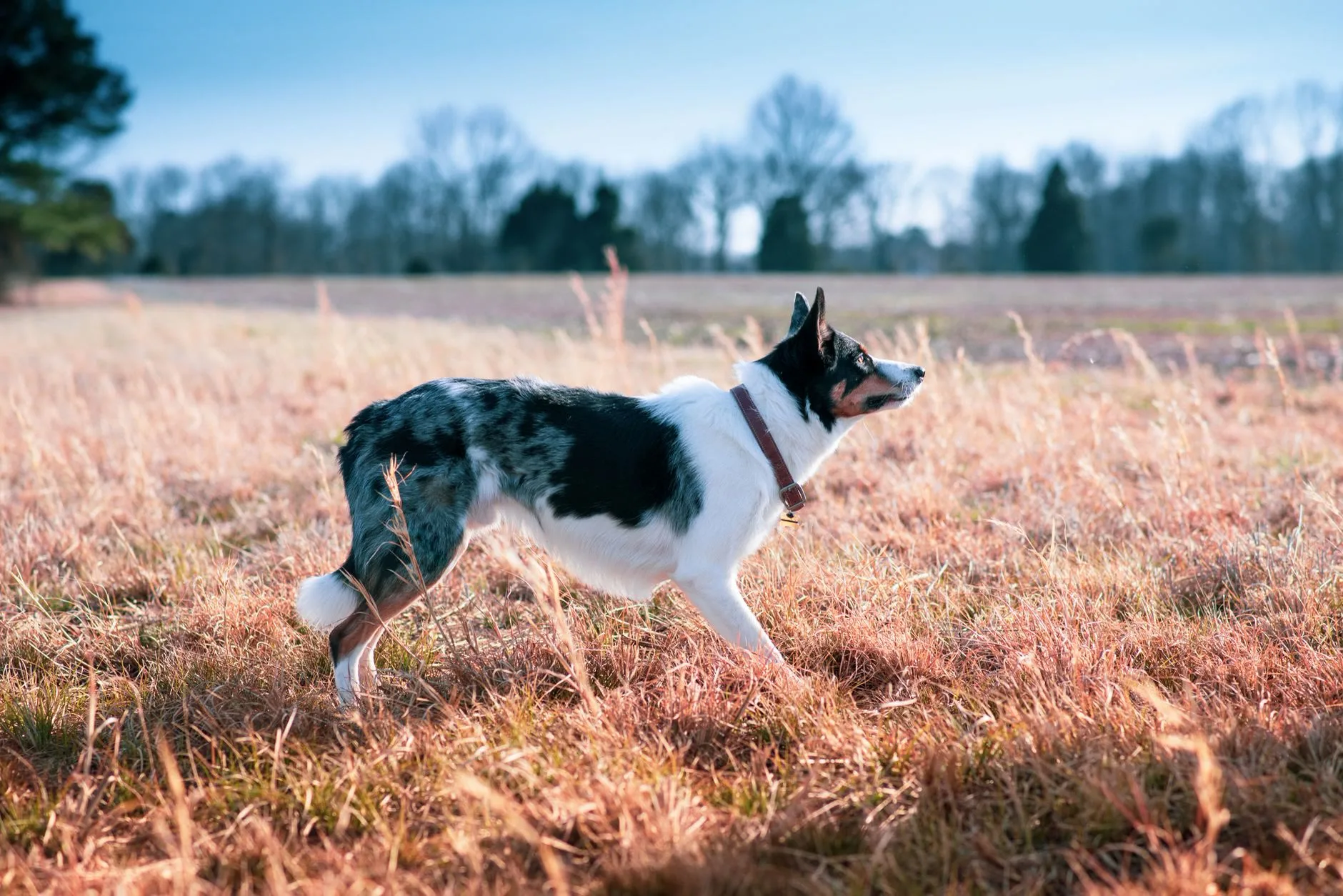 Blue merle collie standing in a cool open field