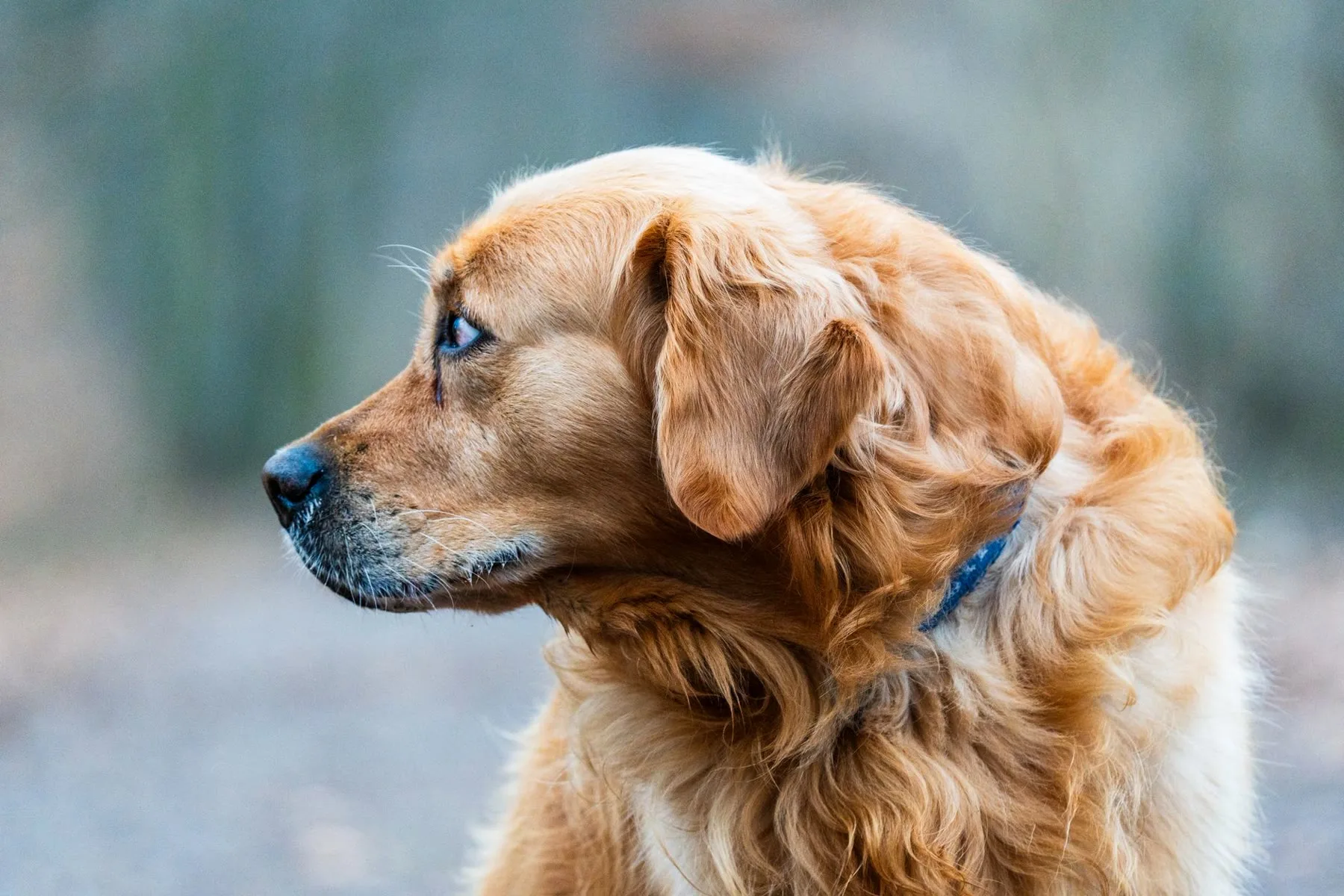 Senior golden retriever standing in soft forest light
