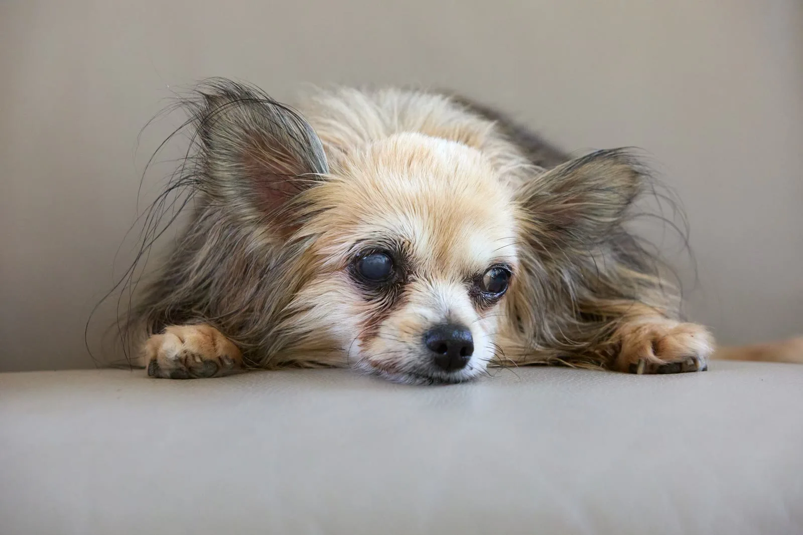 Small senior dog resting on a soft cushion